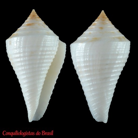 Conasprella cf. bajanensis (Nowell-Usticke, 1968)