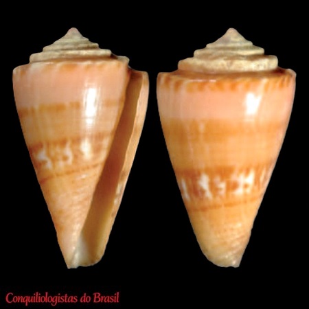 Conus arthuri (M. A. Lima & T. Cossignani, 2023)