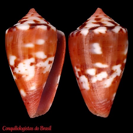 Conus mauricioi Coltro, 2004