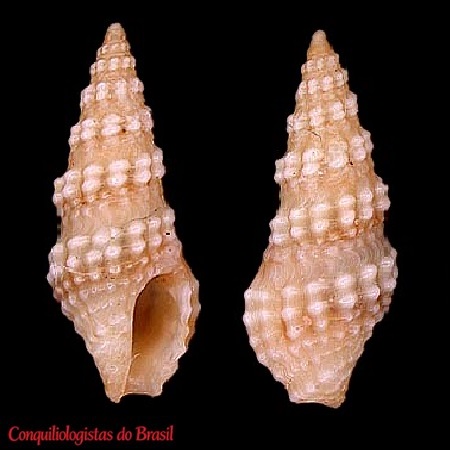 Crassispira semigranosa