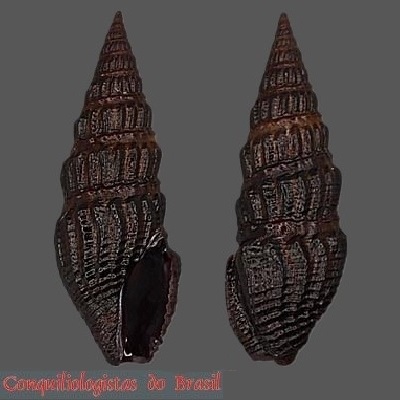 Crassispira cubensis (E. A. Smith, 1882)