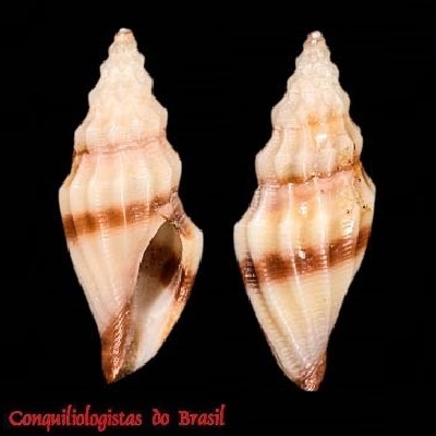Cryoturris edithae (Nowell-Usticke, 1971)