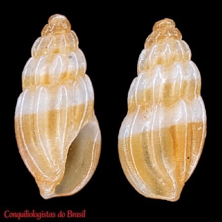 Cryptomangelia brevis (C. B. Adams, 1845)