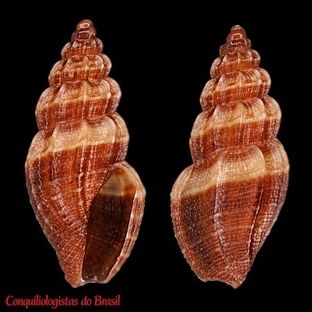 Cryptomangelia guarani (A. d'Orbigny, 1841)