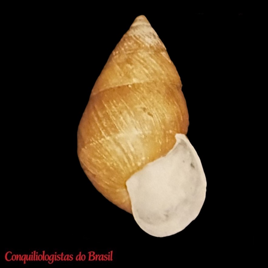 Drymaeus sentalus Oliveira, Silveira e Sá & Bessa, 199