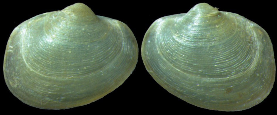 Eupera troglobia Simone & R. L. Ferreira, 2022