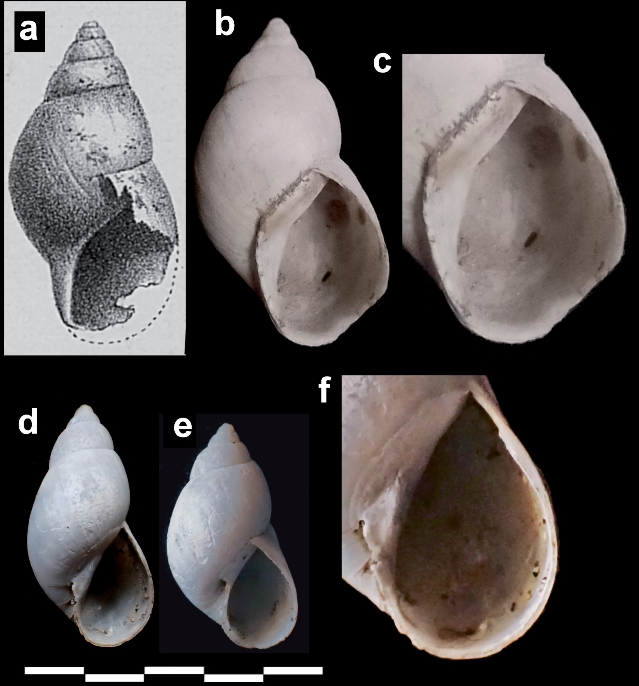 Chilonopsis lanceoloideus Gerlach, Griffiths, Hume, Louchart, Sorrel & Cairns-Wicks, 2025 Chilonopsis lanceoloideus Gerlach, Griffiths, Hume, Louchart, Sorrel & Cairns-Wicks, 2025