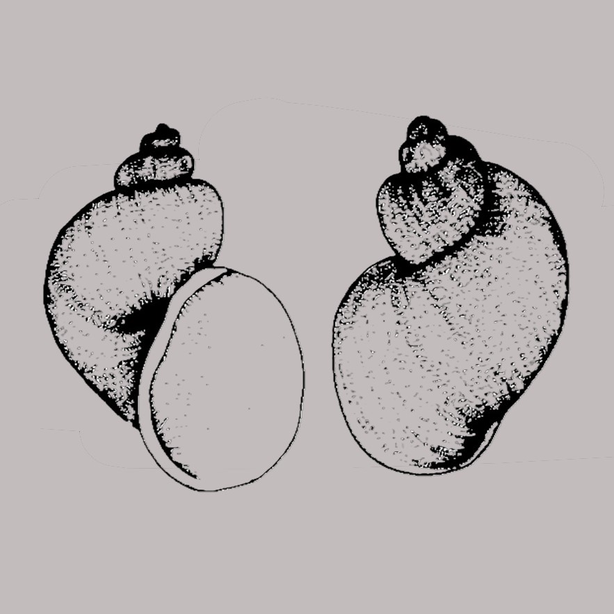 Galba rupestris (Paraense, 1982)