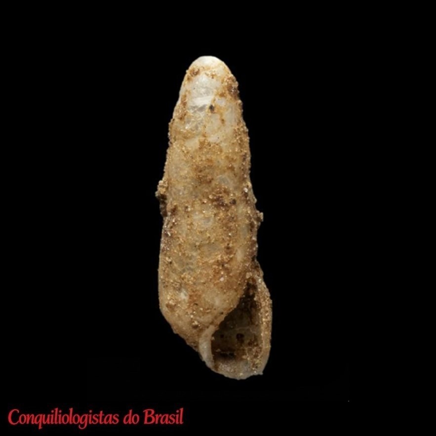 Geostilbia aperta (Swainson, 1840)