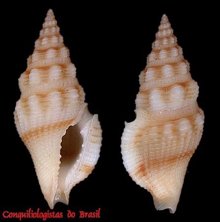 Glyphostoma elsae Bartsch, 1934