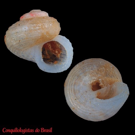 Haplocochlias pitico Cavallari, 2026