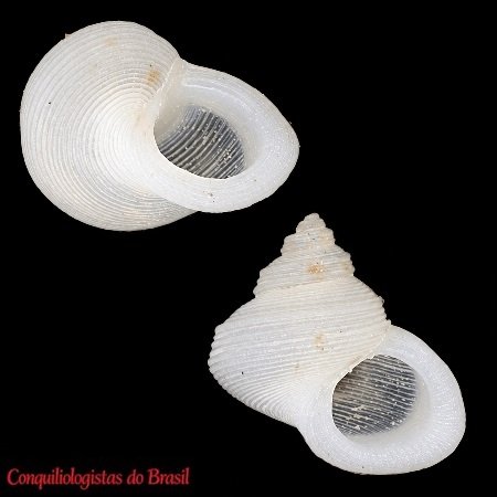 Haplocochlias williami