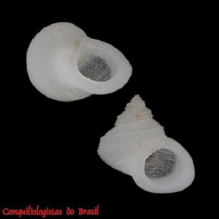 Haplocochlias williami J. Barros, Santos, Santos, Cabral & Acioli, 2002