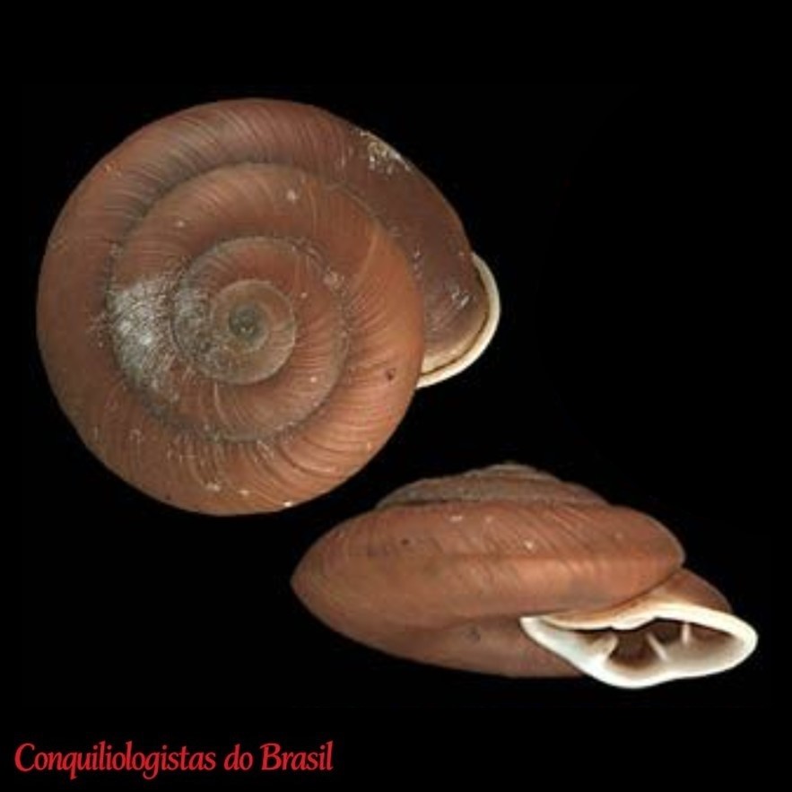 Labyrinthus furcillatus (Hupé, 1853)
