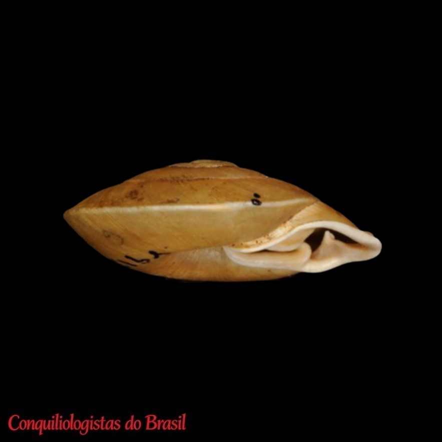 Labyrinthus marmatensis Pilsbry, 1910