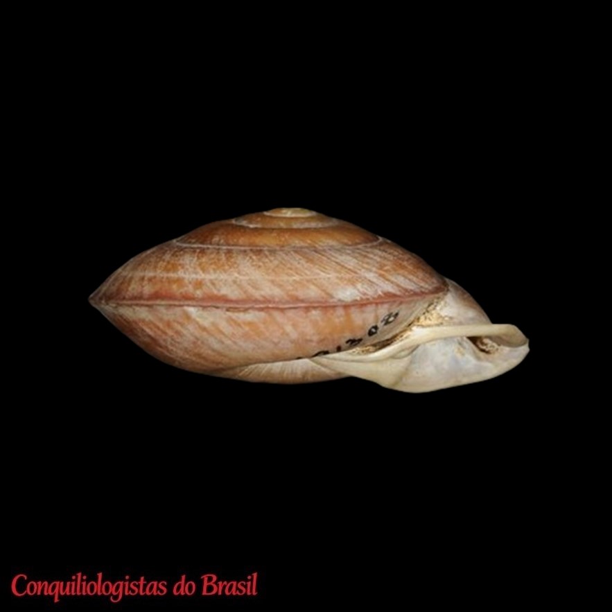 Labyrinthus otis orthorhinus (Pilsbry, 1910)