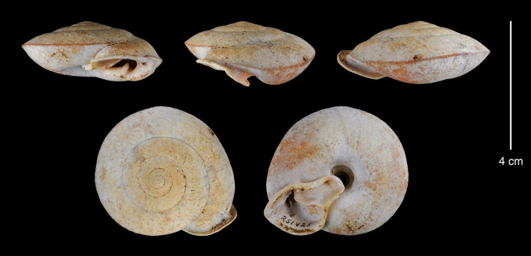 Labyrinthus otis orthorhinus (Pilsbry, 1910), USNM 251425 PANAMA Labyrinthus otis orthorhinus (Pilsbry, 1910), USNM 251425 PANAMA