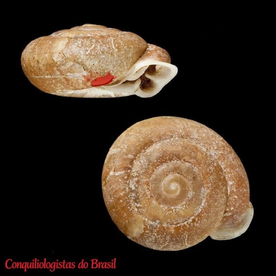 Labyrinthus sharmani (Gude, 1912)