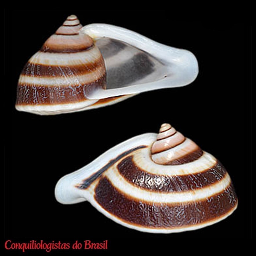 Navicula navicula (A. J. Wagner, 1827)