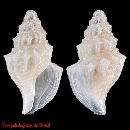 Oenopota diabula Figueira & Absalão, 2010 