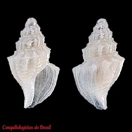 Oenopota diabula Figueira & Absalão, 2010 