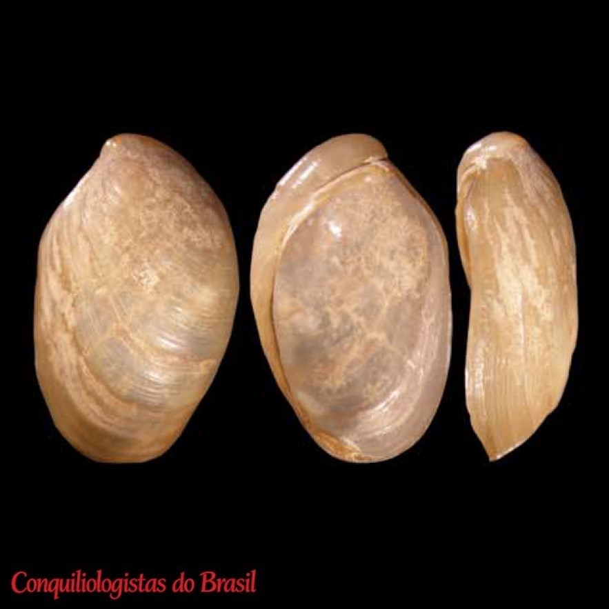 Omalonyx convexus (E. von Martens, 1868)