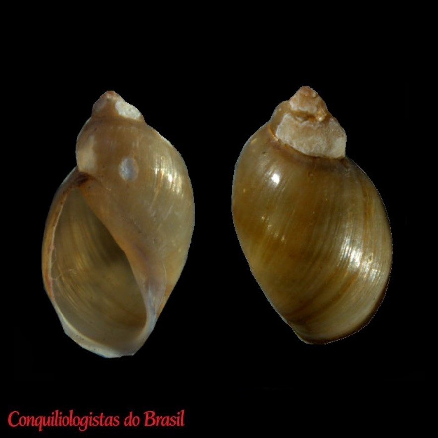 Physa papaveroi Leme, 1966