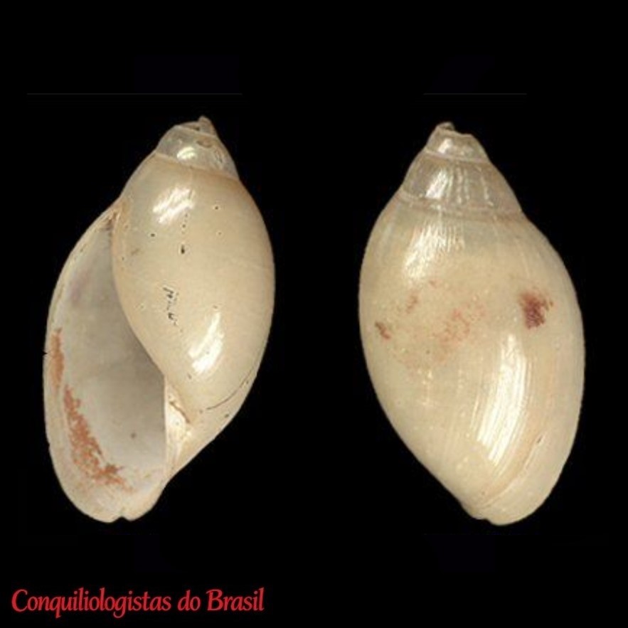 Afrophysa brasiliensis (Küster, 1844)