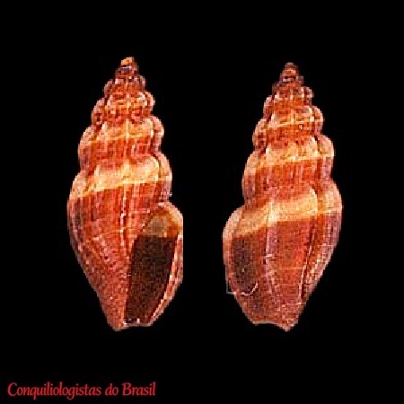 Pyrgocythara guarani (A. d'Orbigny, 1841)