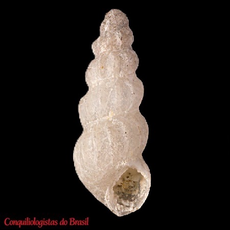 Pyrgosformisia sulamericana J. Barros, S. Lima & Tenório, 2018