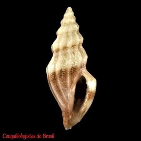 Rubellatoma rubella (J. D. Kurtz & W. Stimpson, 1851)