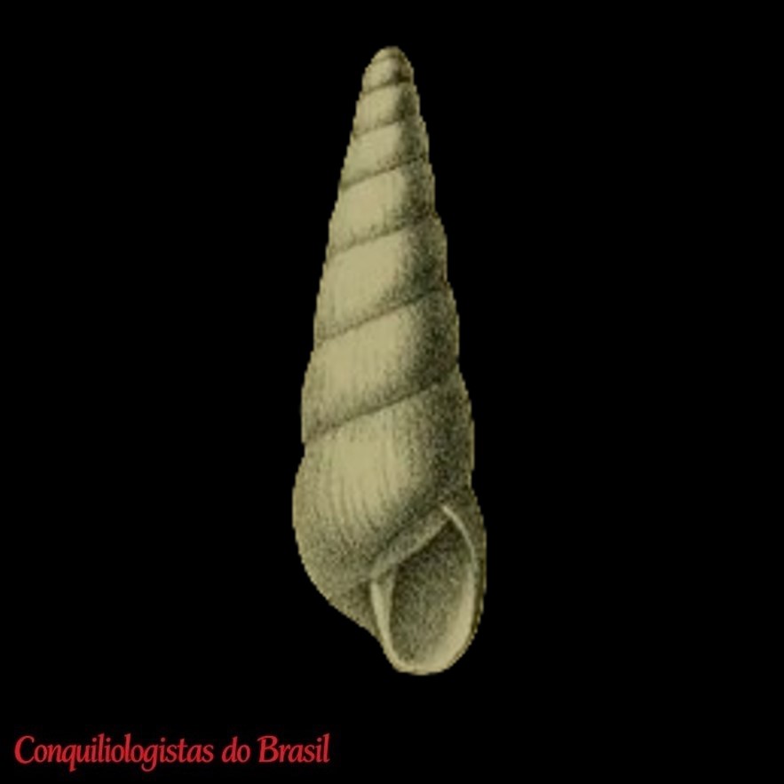 Stenogyra martensi Strobel, 1874