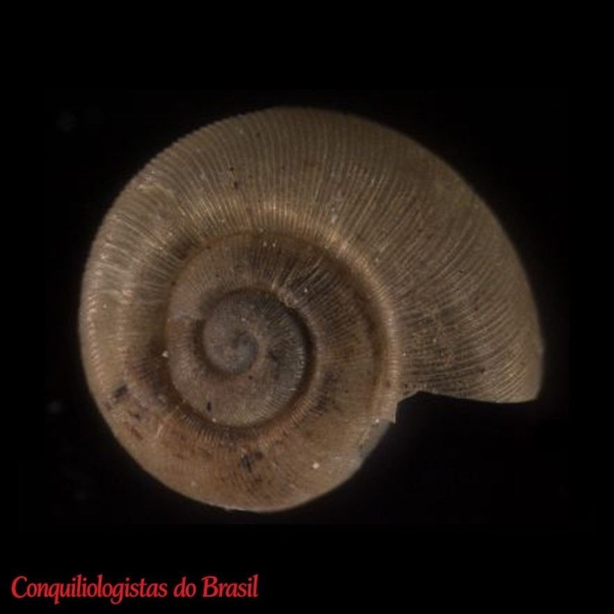 Stephadiscus lyratus (A. A. Gould, 1846)