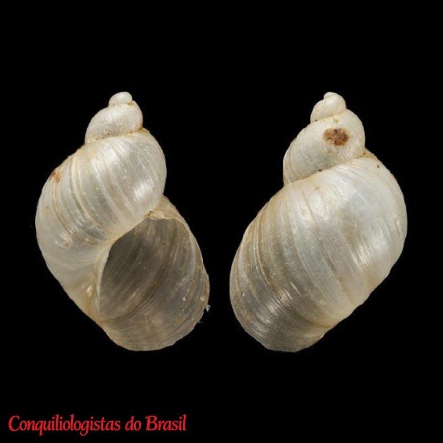 Succinea ordinaria E. A. Smith, 1905