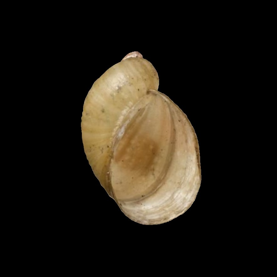 Succinea patagonica E. A. Smith, 1881