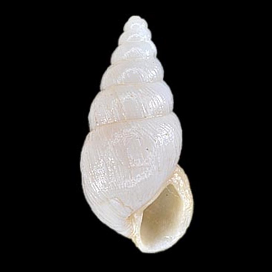 TRINDADE E MARTIM VAZ