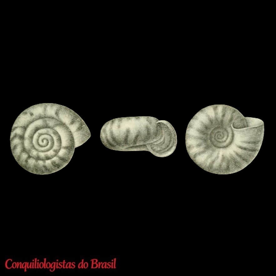 Thaumatodon skottsbergi (Odhner, 1922)