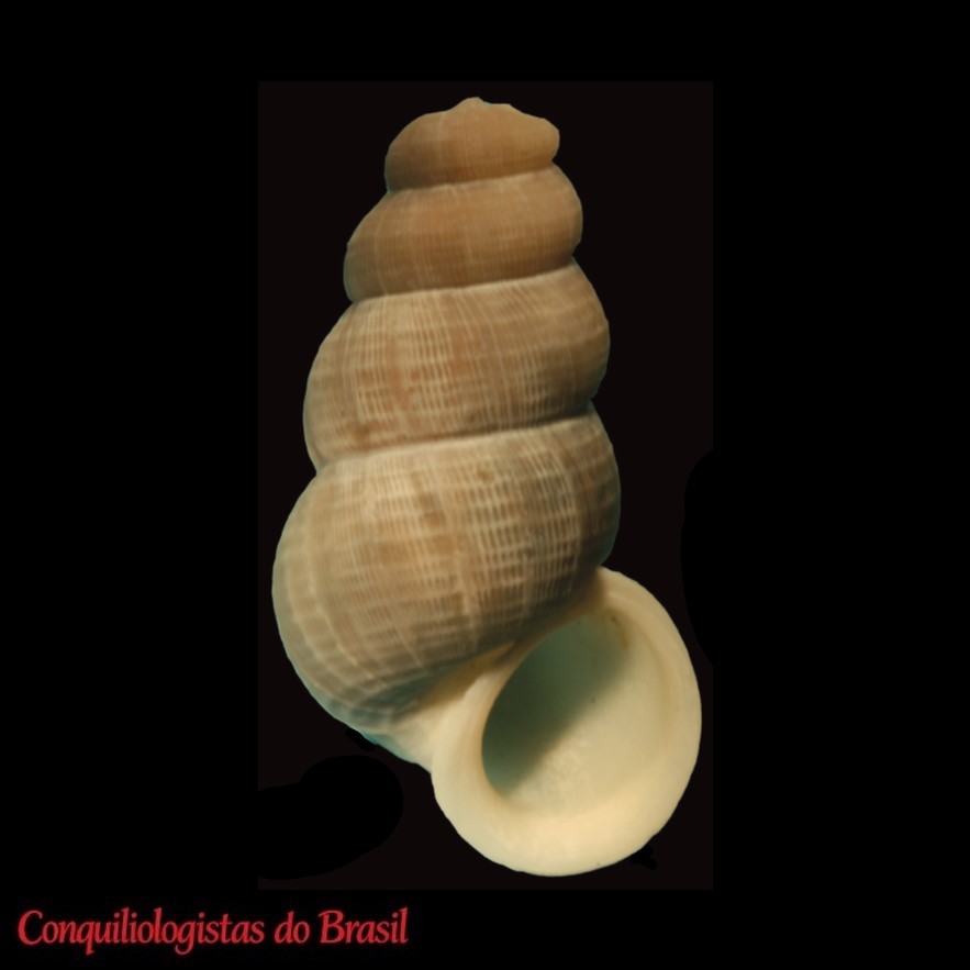 Tudora paraguanensis Hovestadt, 2016