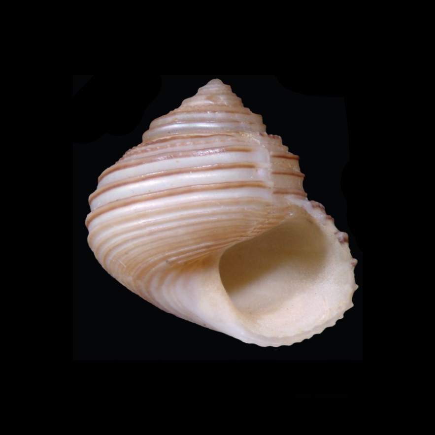 Vaninia vanin Simone & Dornellas 2026