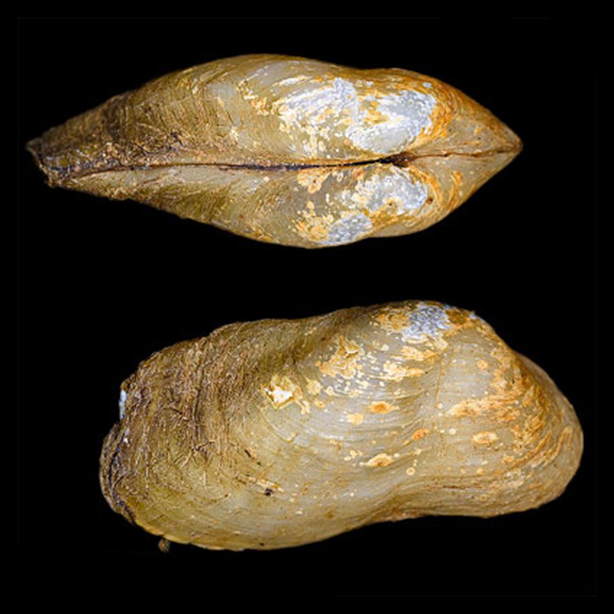 Anticorbula fluviatilis (H. Adams, 1860)