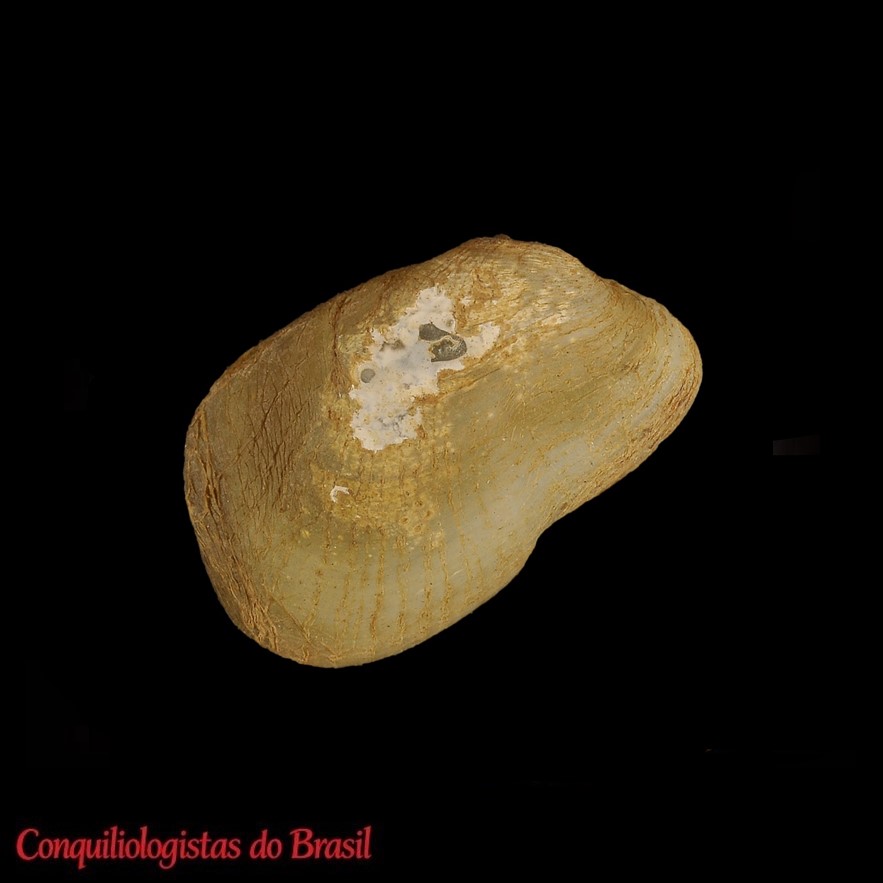 Anticorbula sinuosa (J. P. E. Morrison, 1943)