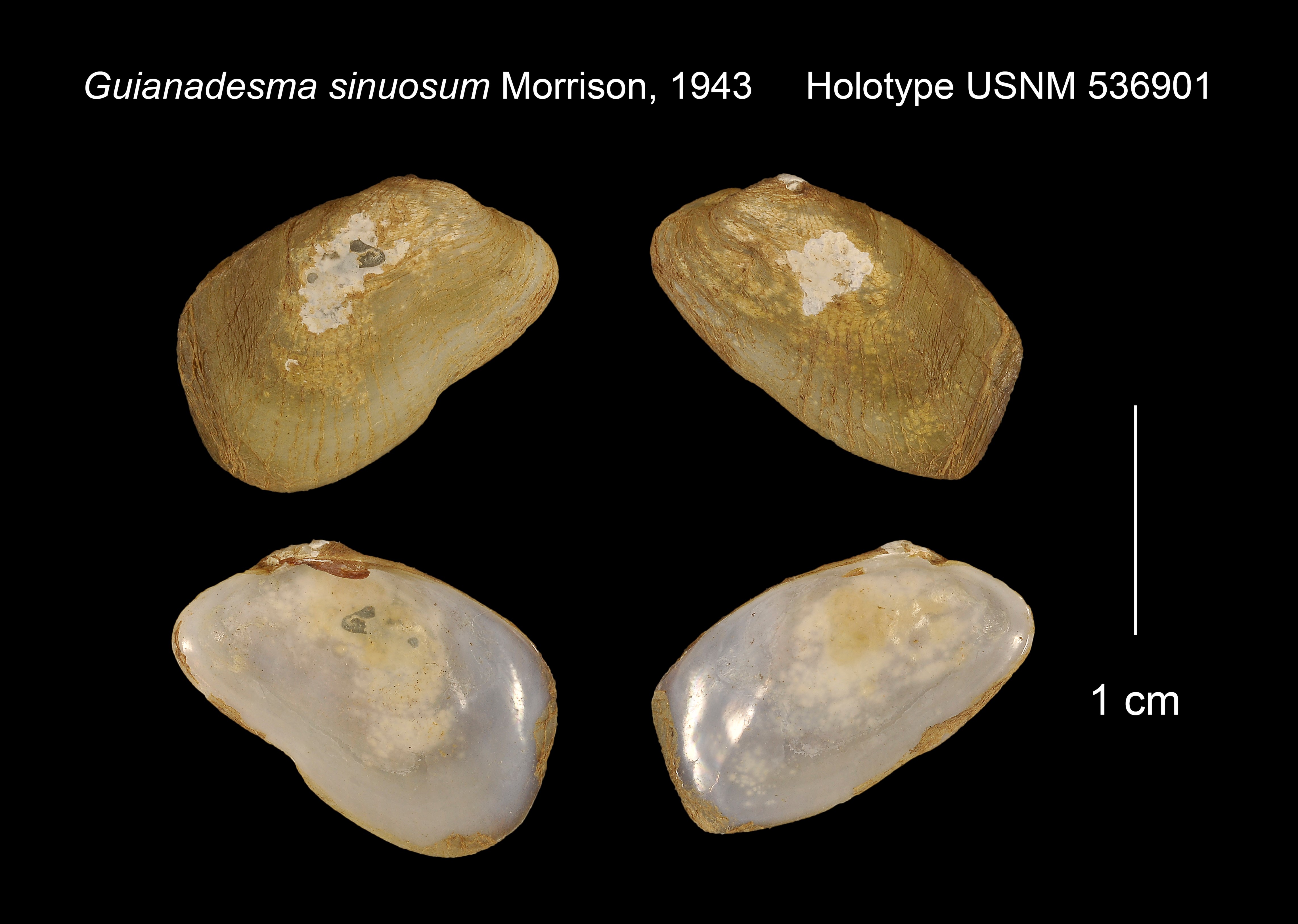 Smithsonian National Museum of Natural History: HOLOTYPE de Anticorbula sinuosa (J. P. E. Morrison, 1943), USNM 536901, Guiana, coll. J.P. Morrison, 27.vii.1925