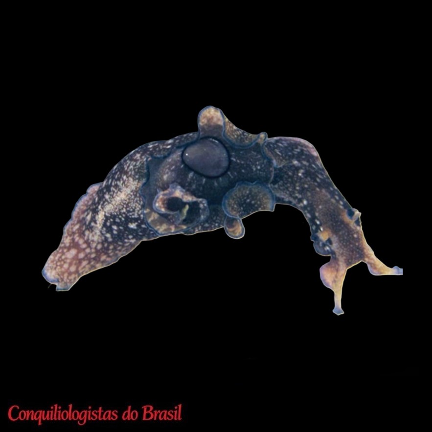 Aplysia parvula Mörch, 1863