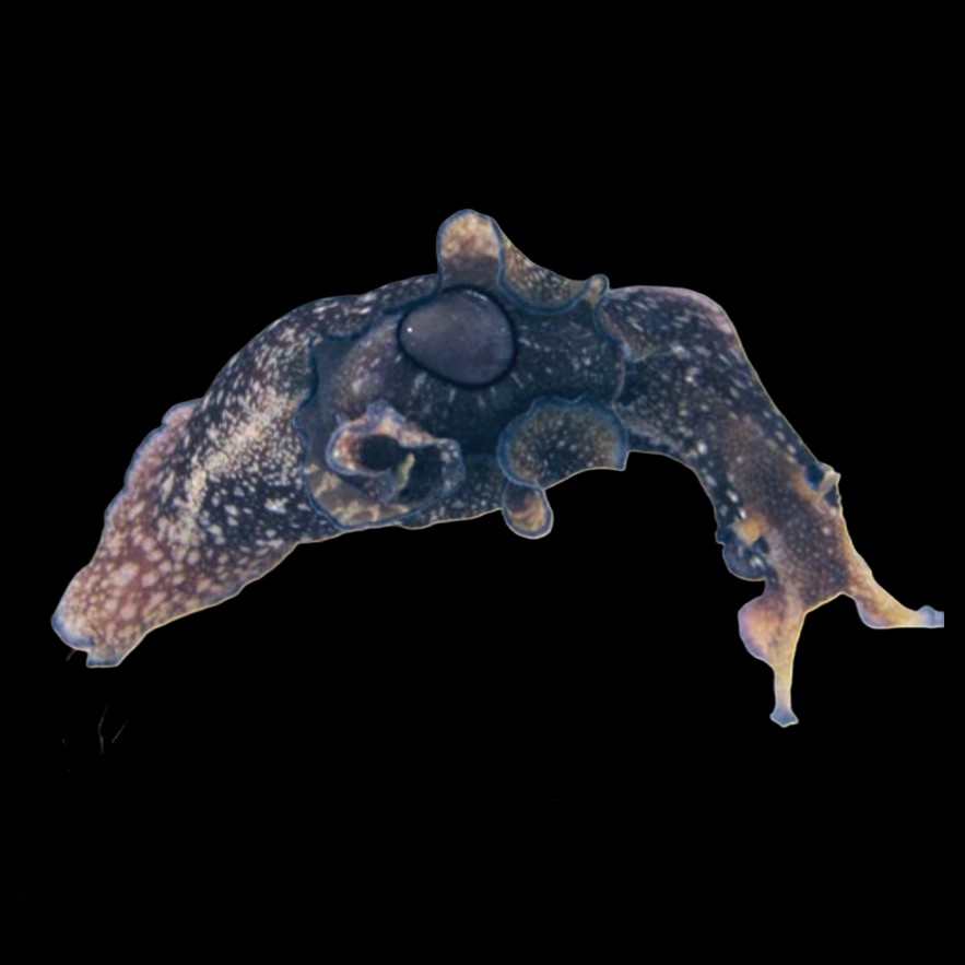 APLYSIIDAE