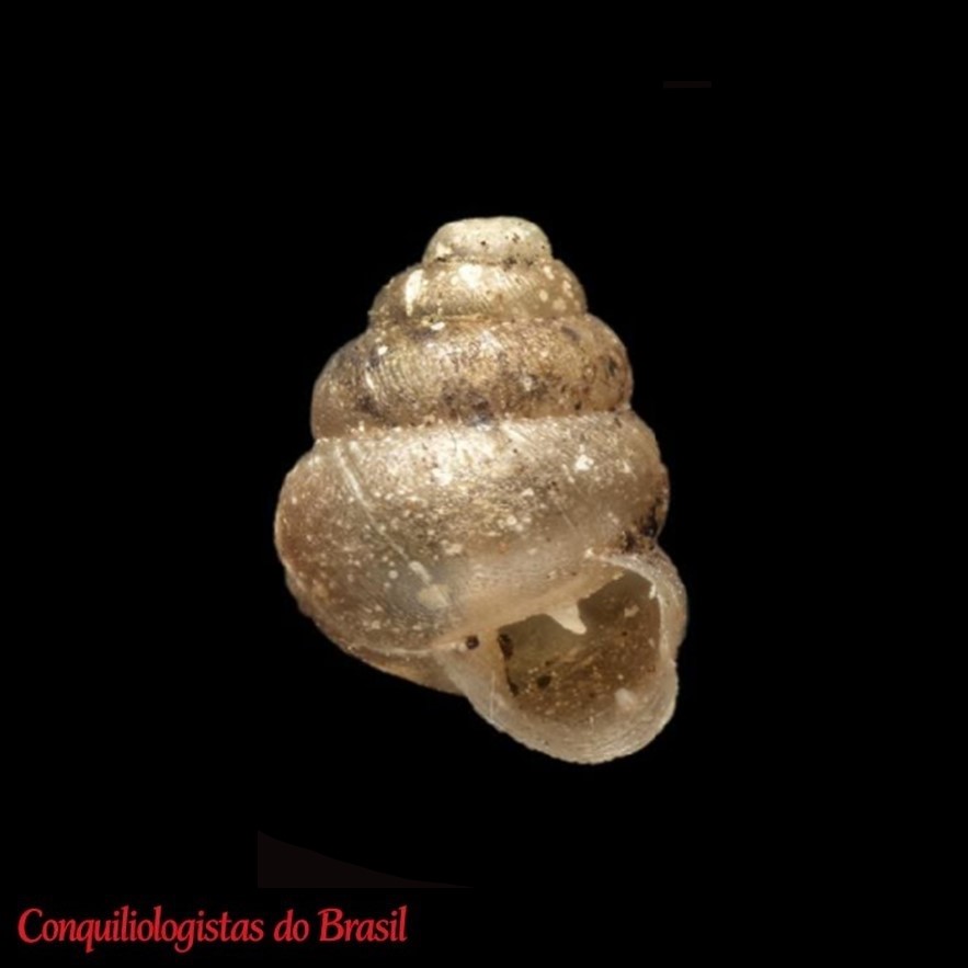 Bothriopupa conoidea (L. Pfeiffer, 1853)