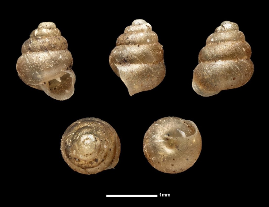Bothriopupa conoidea (L. Pfeiffer, 1853) Bothriopupa conoidea (L. Pfeiffer, 1853)