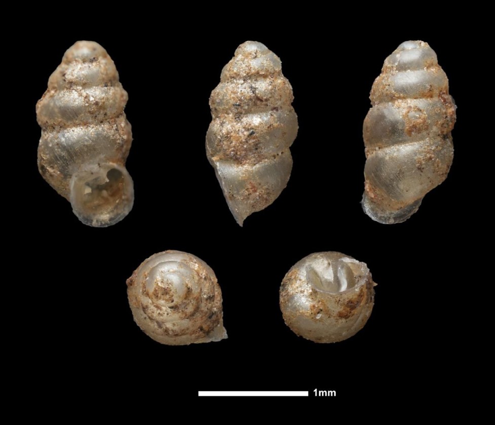 Bothriopupa tenuidens (C. B. Adams, 1845) Bothriopupa tenuidens (C. B. Adams, 1845)