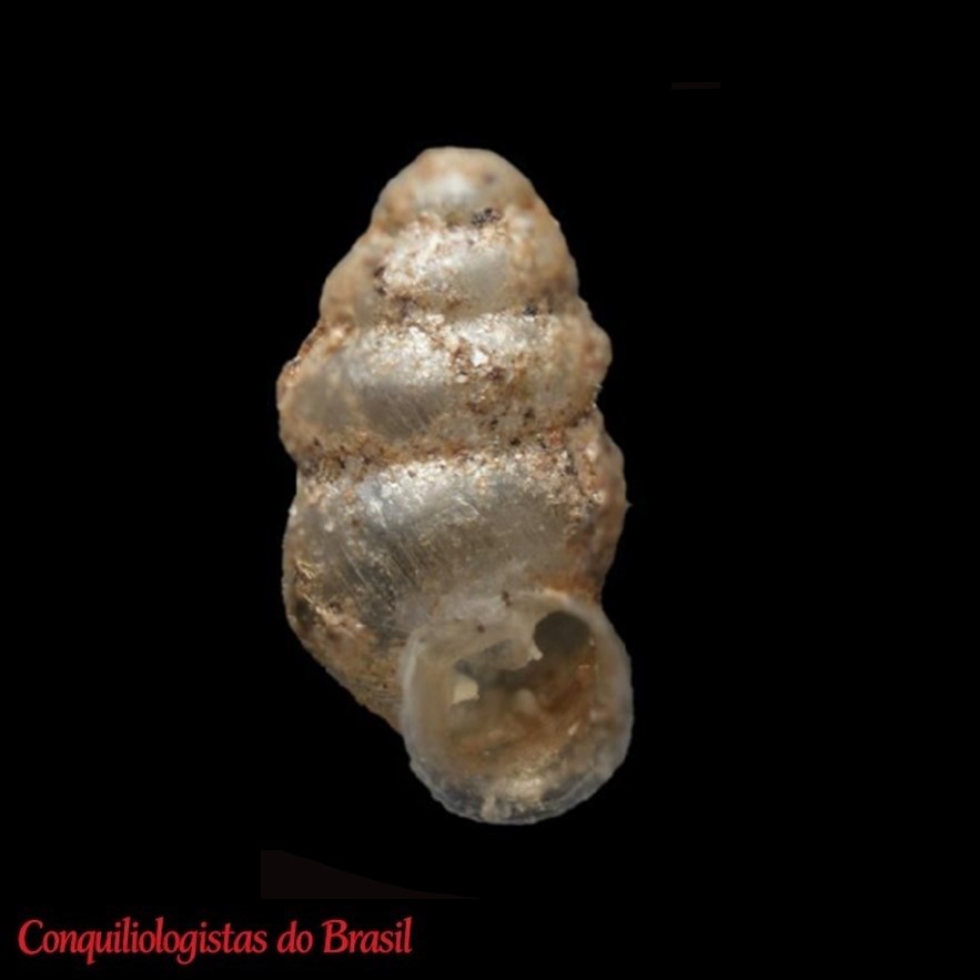 Bothriopupa tenuidens (C. B. Adams, 1845)