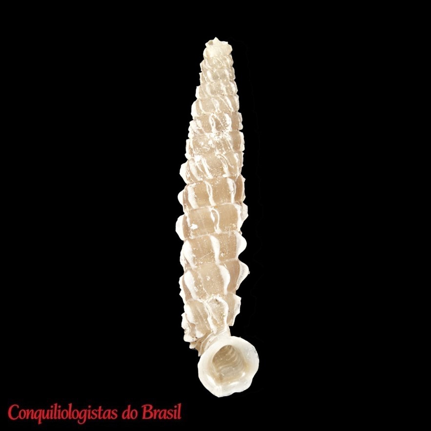 Brachypodella nidicostata Spence, 1920
