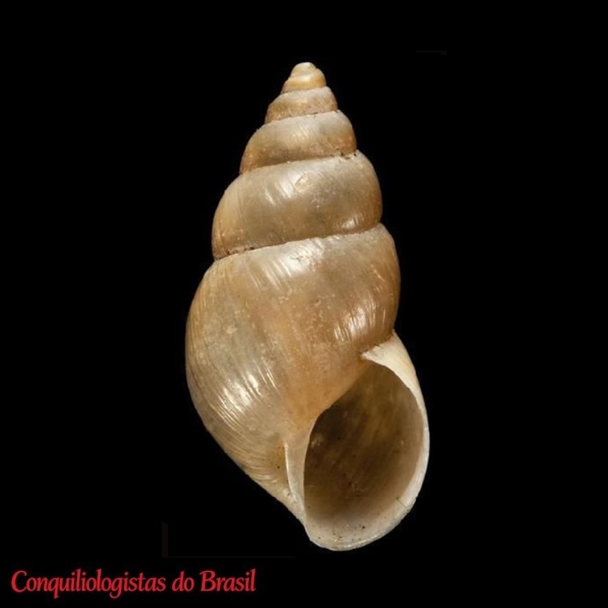 Bulimulus dysoni (L. Pfeiffer, 1846)